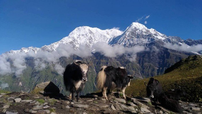 mardi-himal-trek